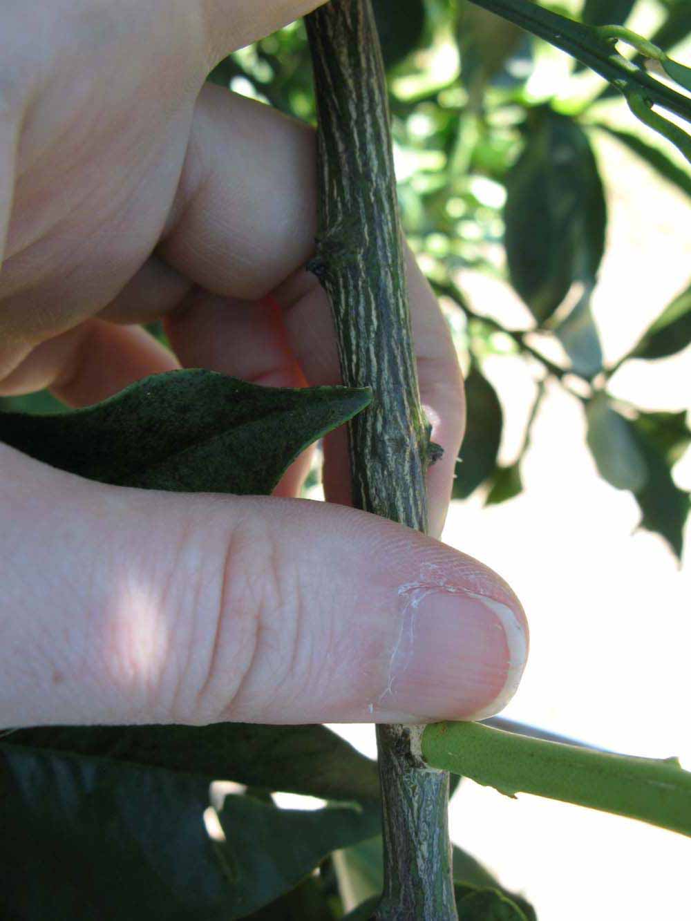              Second - third year twig (Winter Haven, FL)       